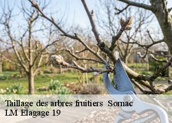 Taillage des arbres fruitiers 19290