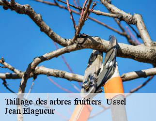 Taillage des arbres fruitiers ussel-19200 Jean Elagueur