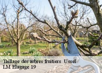 Taillage des arbres fruitiers 19200